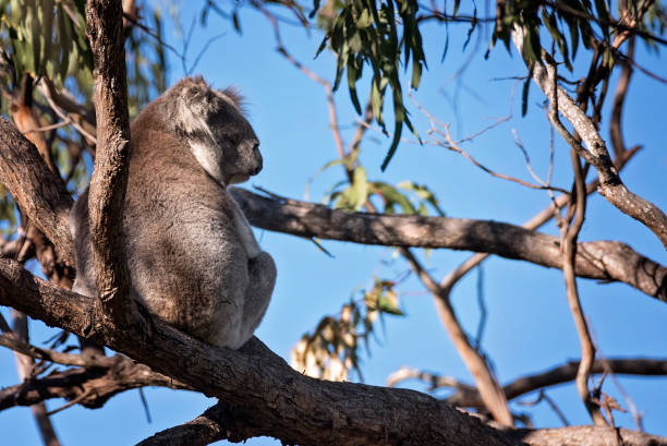 Koala Koala sitting in a gumtree koala tree stock pictures, royalty-free photos & images
