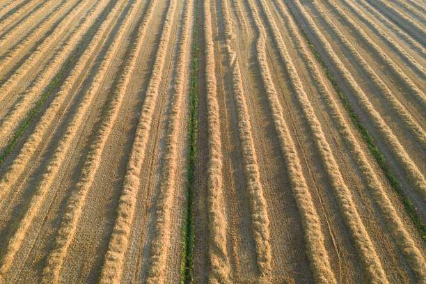 istock Field prepared for hay harvesting 1403654254