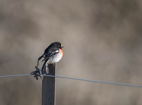 A robin sitting on a fence