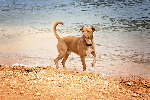 A pit bull standing in a lake