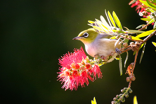 A small bird in a grevillea tree