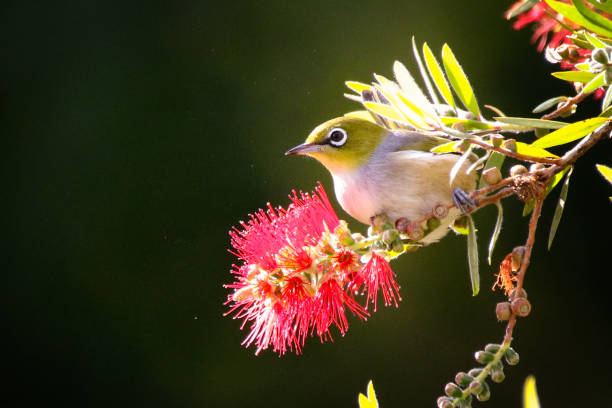 Silvereye A small bird in a grevillea tree songbird stock pictures, royalty-free photos & images