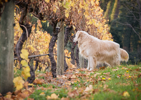 A dog looking at the view in a vineyard in autumn