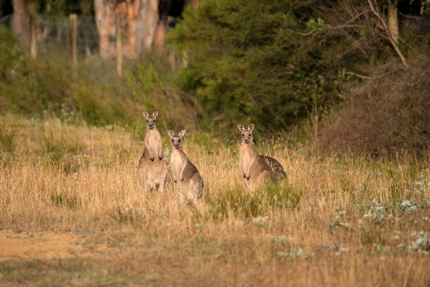 Trio of Kangaroos Three kangaroos standing in long dry grass eastern gray kangaroo stock pictures, royalty-free photos & images