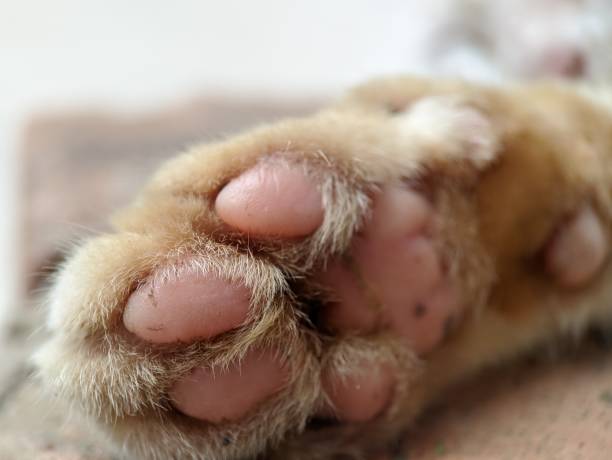 istock close up and macro view of a white cat's paw 1403655376