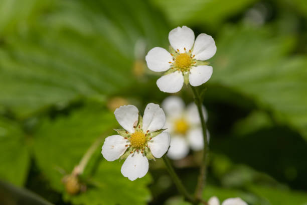 istock Wild strawberry (fragaria vesca) flowers 1403655583
