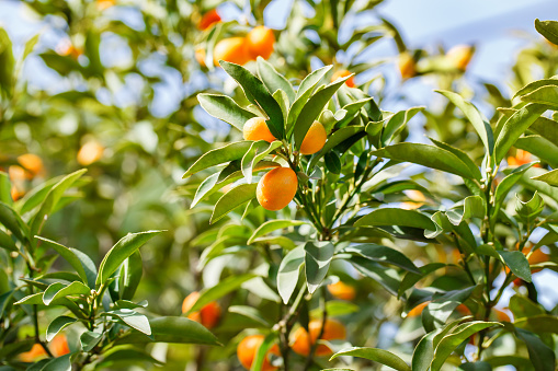 Kumquats grow and mature on the branches of tree among green leaves.