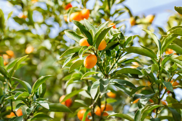 kumquats crescem e amadurecem nos galhos das árvores entre folhas verdes. - kumquat - fotografias e filmes do acervo