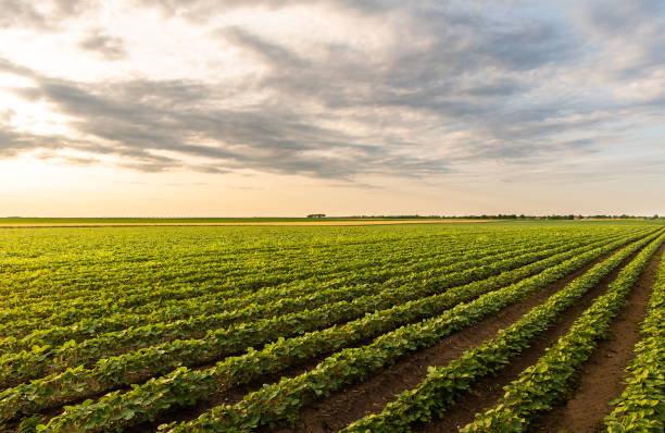 istock Sunny plantation with growing soya 1403658111