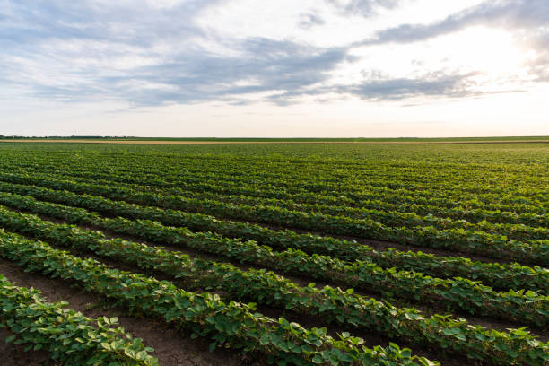 istock Sunny plantation with growing soya 1403658133
