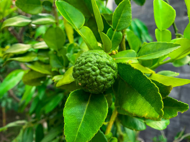 istock kaffir lime fruit still on the tree with a fresh green color 1403658138