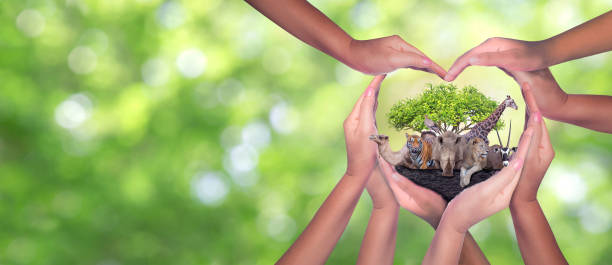 Wildlife Conservation Day. Or wildlife protection It's a diverse group of people who come together to build hands, hearts that connect to protect the environment. and promote conservation wildlife. día de la conservación de la vida silvestre. o protección de la vida silvestre es un grupo diverso de personas que se unen para construir manos, corazones que se conectan para proteger el medio ambiente. y promover la conservación de la vida silvestre.