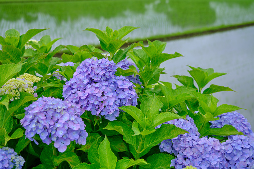 Hydrangea in the rainy season