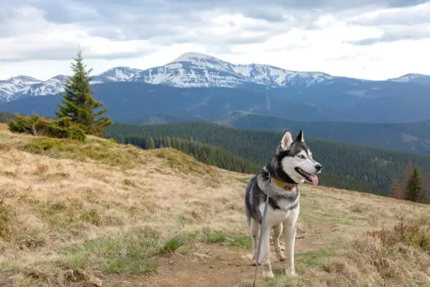 Photo of Happy siberian husky dog on a hiking path enjoying the Carpathians mountains, Ukraine