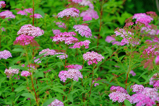 Spiraea japonica, commonly called Japanese spirea or Japanese meadowsweet, is a dense, upright, mounded deciduous shrub that grow 1-2 meter tall. Tiny pink flowers in flat-topped clusters cover the foliage from late spring to early summer, with sparse and intermittent repwat bloom sometimes occurring.