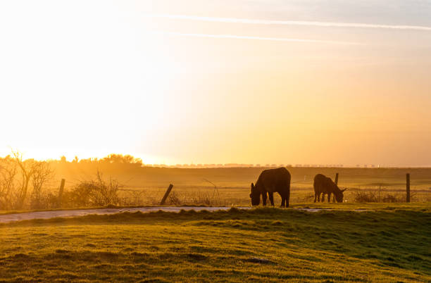 istock Donkeys grazing in a orange sunset at farm 1403660849