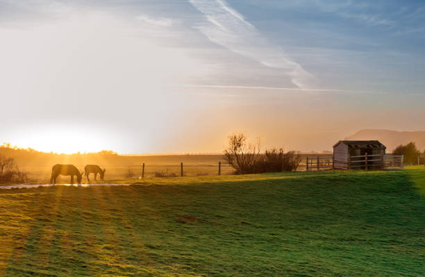 istock Donkeys in a field with blazing orange 1403660851