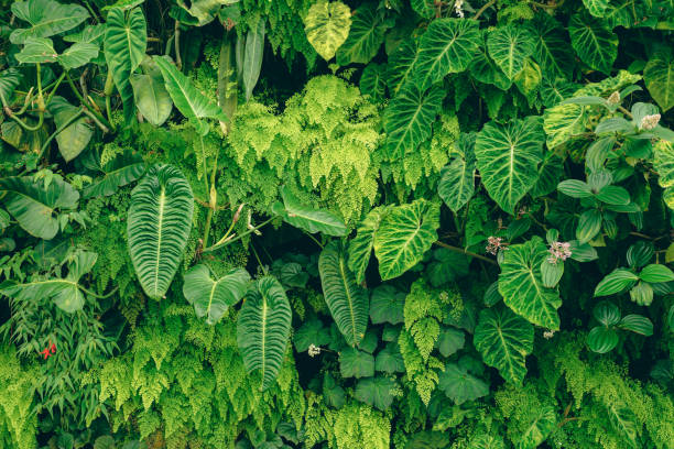 istock Tropical trees arranged in full background Or full wall There are leaves in different sizes, different colors, various sizes, many varieties. Another garden layout.as summer background with copy space 1403661092