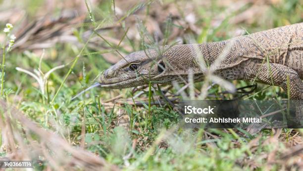 Lizard On Grass Stock Photo - Download Image Now - Animal, Animal Body Part, Animal Eye