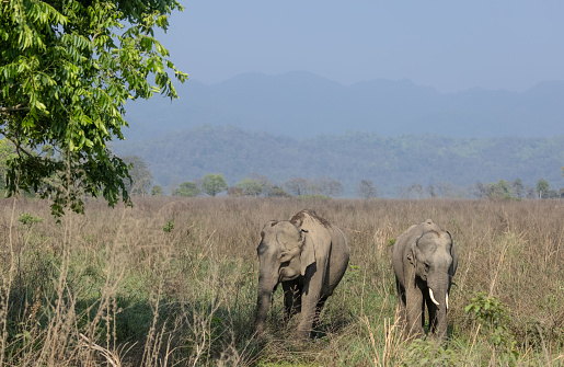 Asian elephant (Elephas maximus) in the forest of jim corbett national park.
