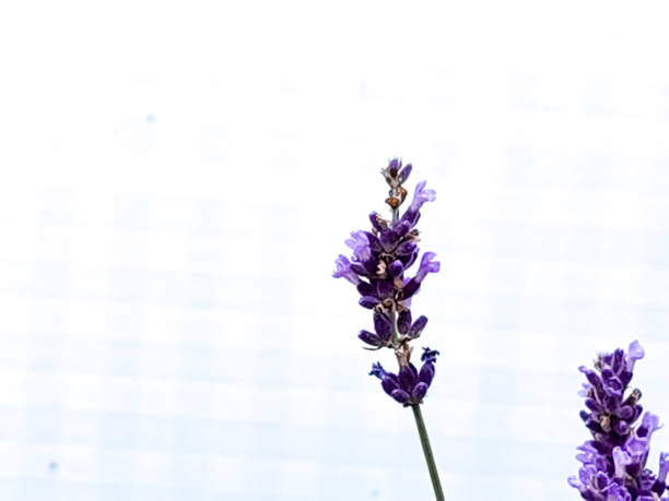 istock lavender flowers isolated in white background 1403661643