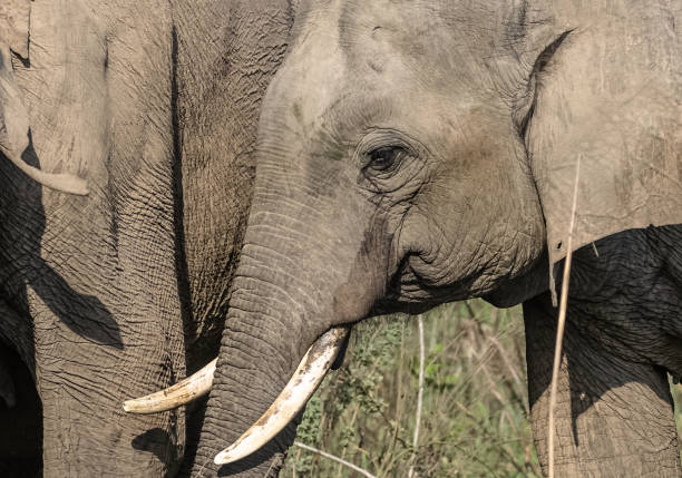Asian elephant (Elephas maximus) in the forest of jim corbett national park.