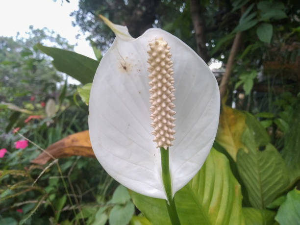 화이트 플라워 - peace lily lily stamen single flower 뉴스 사진 이미지