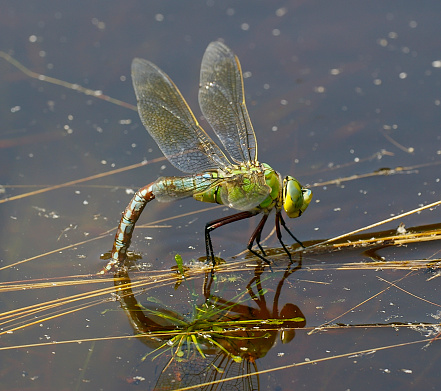 closeup of big green dragonfly over white
