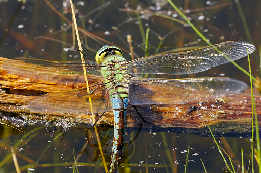 Field characters: 66-84mm, abdomen: 50-61mm, Hw: 45-52mm.
Blue Emperor is presently a common species, which is only absent from parts of the northern provinces of Groningen and Friesland. It is found at most larger bodies of standing water. Compared to the pre-1990 period, the species has increased strongly. So is with other dragonflies, Blue Emperor has benefit of the gradual warming in the last decades.

The largest Aeshnid in most of our area and common Species in the Netherlands..