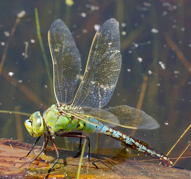 Field characters: 66-84mm, abdomen: 50-61mm, Hw: 45-52mm.Blue Emperor is presently a common species, which is only absent from parts of the northern provinces of Groningen and Friesland. It is found at most larger bodies of standing water. Compared to the pre-1990 period, the species has increased strongly. So is with other dragonflies, Blue Emperor has benefit of the gradual warming in the last decades.The largest Aeshnid in most of our area and common Species in the Netherlands..