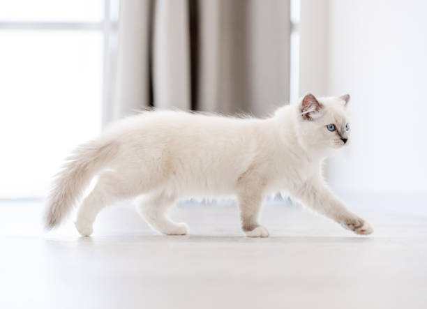 Ragdoll cat in light room Lovely fluffy white ragdoll cat walking in light room and looking back with beautiful blue eyes. Adorable purebred feline pet outdoors ragdoll cat stock pictures, royalty-free photos & images