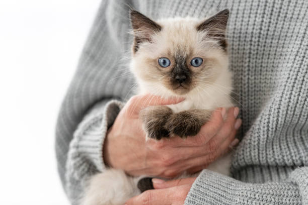 istock Ragdoll kitten in the hands of owner 1403664940