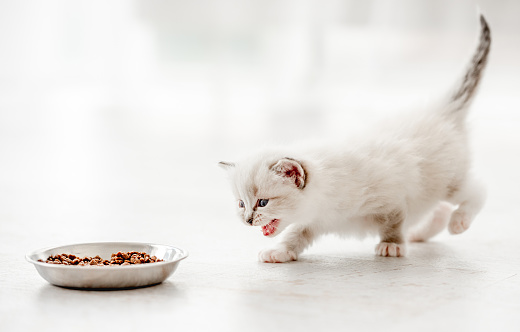 Adorable ragdoll kitty standing with tail up and opened mouth close to metal bowl with feed and looking at it on white background. Cute purebred kitten going to eat