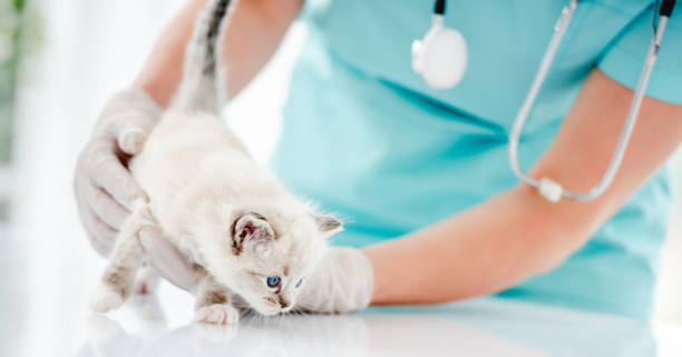 istock Ragdoll kitten at veterinerian clinic 1403664956
