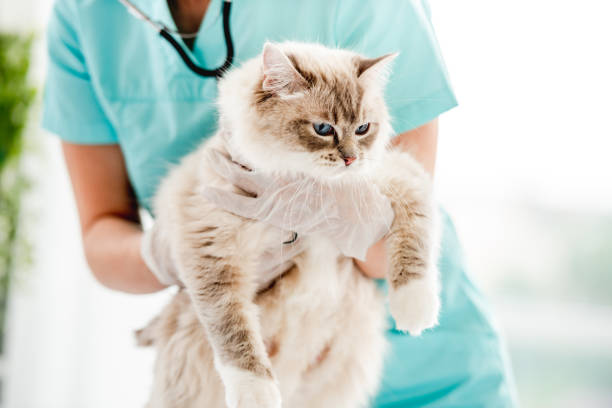 istock Ragdoll cat at veterinerian clinic 1403664960