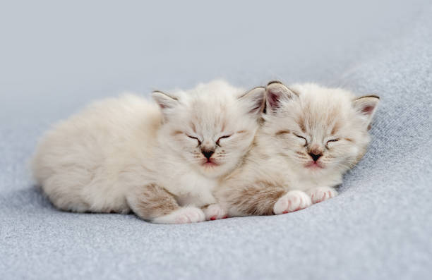 istock Ragdoll kitten photos newborn style 1403664971