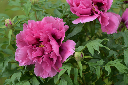 Peony flower blooming in Japanese garden