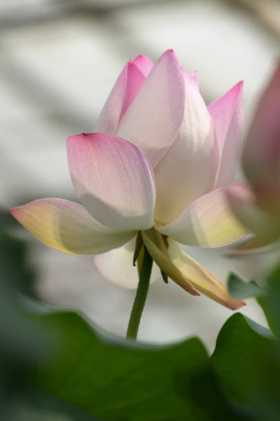 istock Lotus flower in bloom 1403666695