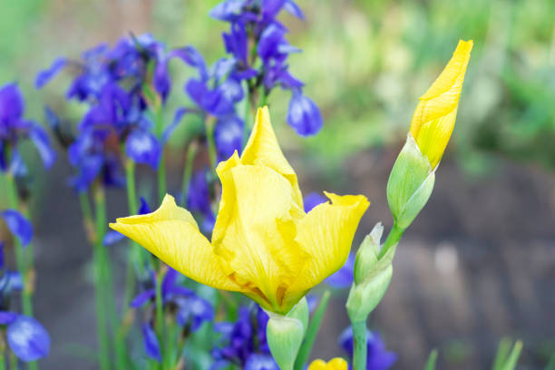 A yellow iris flower blooms against the background of blurred blue iris flowers in the garden. Selective focus A yellow iris flower blooms against a background of blurred blue iris flowers in a summer garden. Selective focus spring bud selective focus outdoors stock pictures, royalty-free photos & images