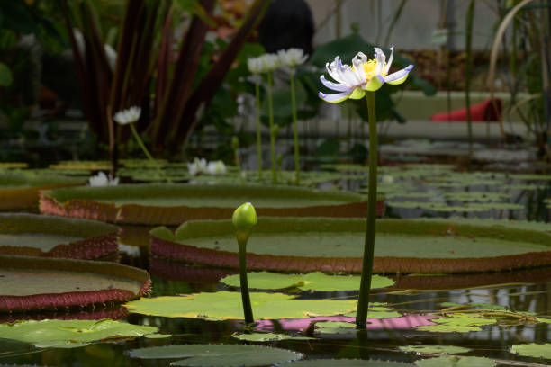 victoria amazonica flowering plant in bloom