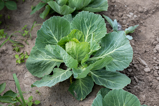 Head of white cabbage growing in vegetable garden
