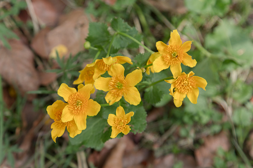 A Caltha palustris flower, known as marsh-marigold, is a small to medium size perennial herbaceous plant of the buttercup family, native to marshes, fens, ditches and wet woodland