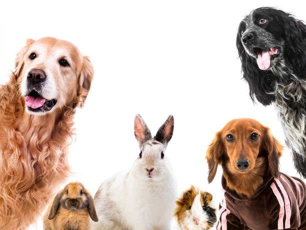 istock Group of cute fluffy animals 1403669552