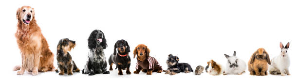 istock Collage of pets isolated on white background 1403669553