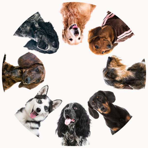 istock Group of cute fluffy dogs 1403669559