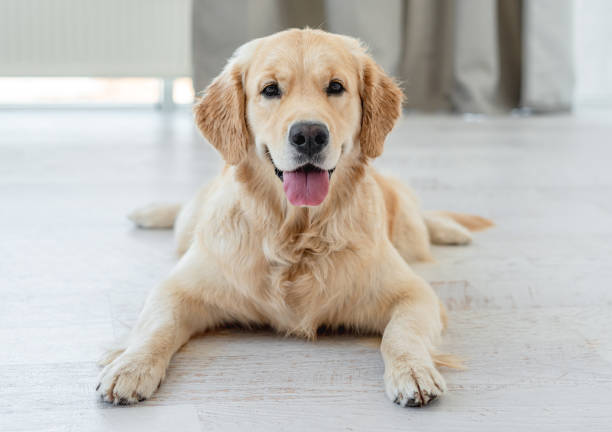 istock Golden retriever lying on light floor 1403669560