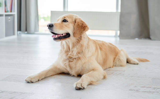 istock Golden retriever lying on light floor 1403669582
