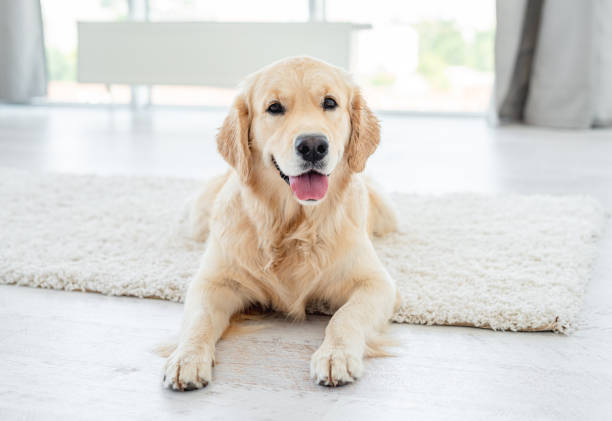 istock Golden retriever lying on light floor 1403669585