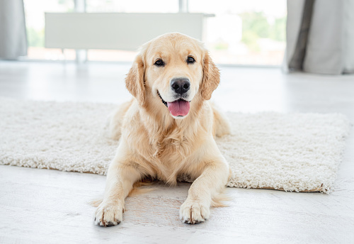 Golden retriever dog lying on light floor indoors