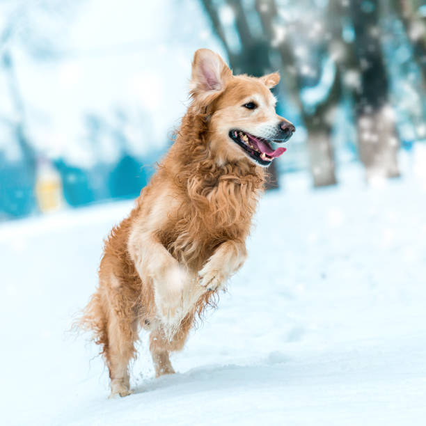 istock golden retriever walk in the park 1403669591